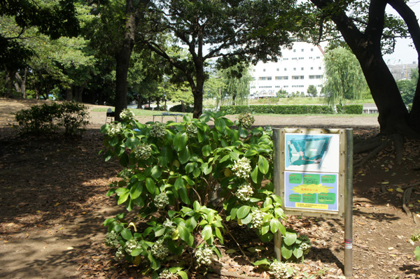 新木場公園バーベキュー広場の風景