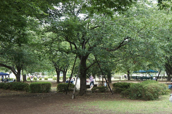 木場公園の風景