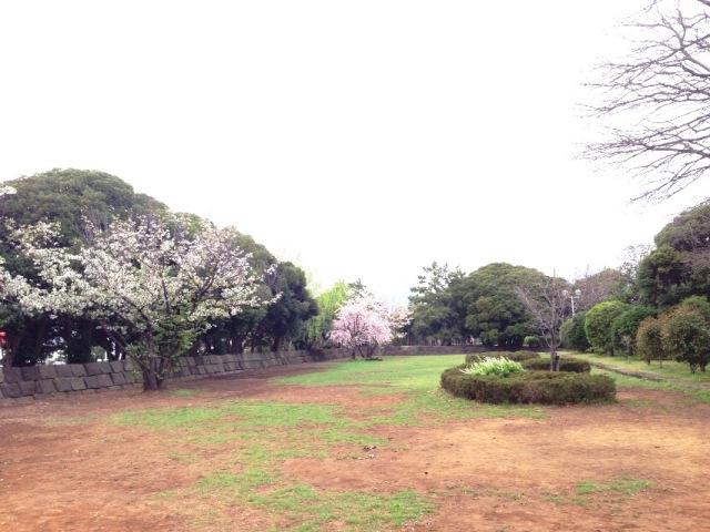 春にはお花見も楽しめます